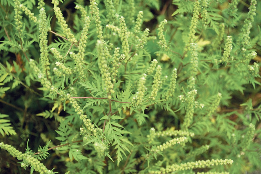 ambroisie-vegetaux-sante-fredon-bretagne