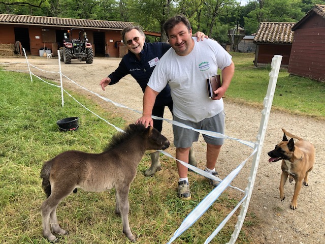 Un Bebe Poney A Darel Un Futur Krac Ville De Pont Du Casse