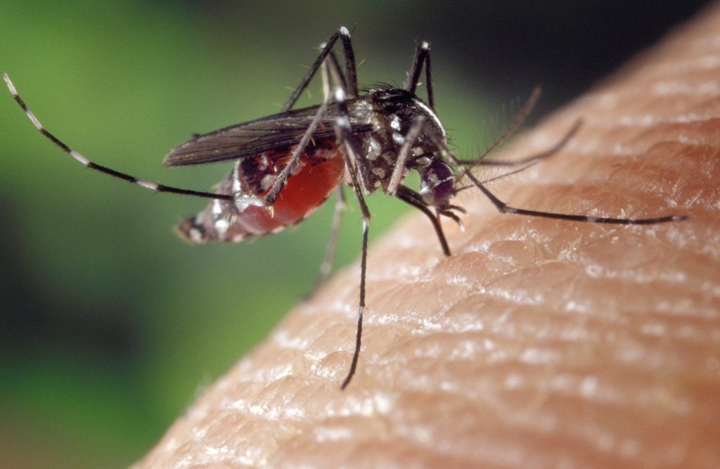 mosquito-1332382_1920