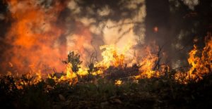 FEU FORET PHOTO