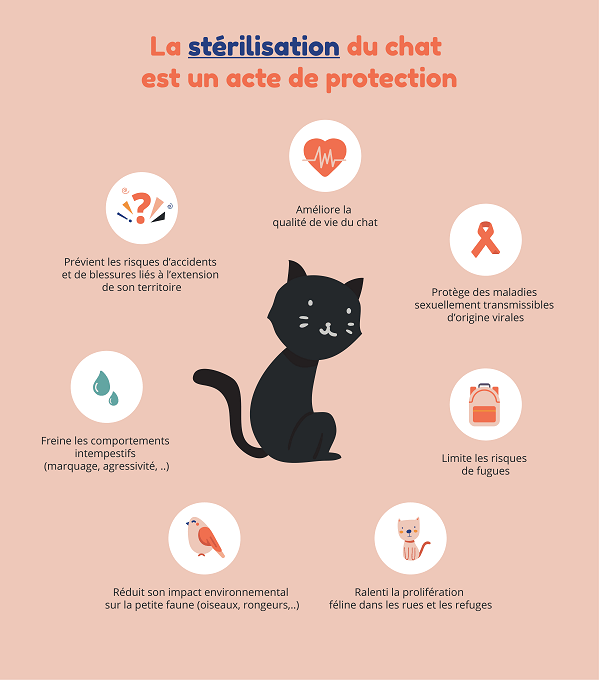 Pourquoi-steriliser-son-chat (1)